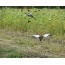 Avian X Spinning Wing Dove - Decoy